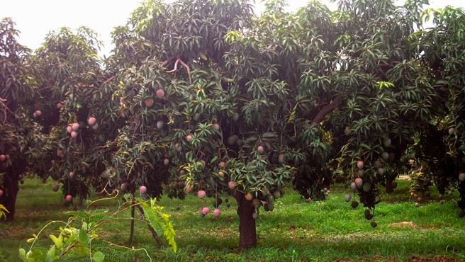 Lluvias intensas en la costa norte afectan cultivos y ponen en riesgo la campaña agrícola