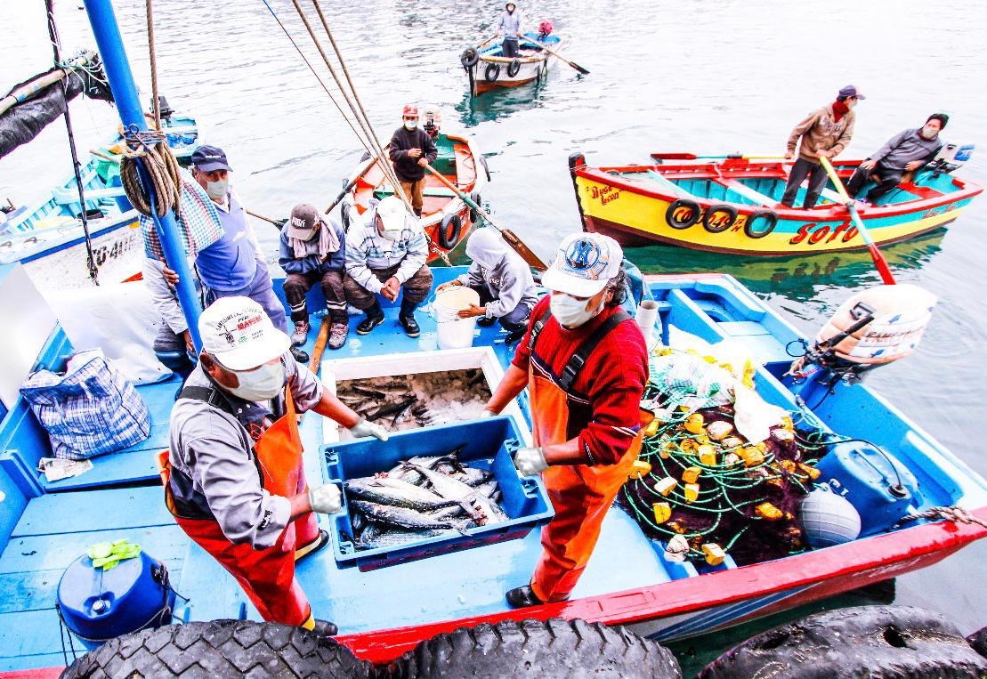 Exportaciones pesqueras superan los US$ 1214 millones en el primer trimestre impulsadas por mayor certificación